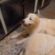 Great Pyrenees Puppies for sale in Rome, GA, USA. price: $10,000
