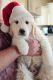 Great Pyrenees Puppies for sale in Wellington, CO 80549, USA. price: $500