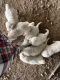 Great Pyrenees Puppies for sale in del Valle, Texas. price: NA