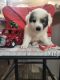 Great Pyrenees Puppies for sale in Batesville, Indiana. price: $300