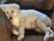 Great Pyrenees Puppies for sale in Eugene, Oregon. price: $400