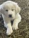 Great Pyrenees Puppies for sale in Cato, New York. price: $450