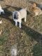 Great Pyrenees Puppies for sale in Austin, Texas. price: $350