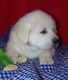 Great Pyrenees Puppies for sale in Honolulu, Hawaii. price: $400
