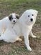 Great Pyrenees Puppies for sale in Alachua, FL, USA. price: $450