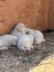 Great Pyrenees Puppies for sale in Bakersfield, California. price: $550