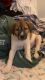 Great Pyrenees Puppies for sale in Jupiter, Florida. price: $500