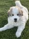 Great Pyrenees Puppies for sale in Southport, North Carolina. price: $400