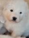 Great Pyrenees Puppies for sale in Pine, Colorado. price: $1,100