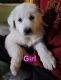 Great Pyrenees Puppies for sale in Kennewick, Washington. price: $300