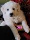 Great Pyrenees Puppies for sale in Kennewick, Washington. price: $250