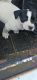 Great Pyrenees Puppies for sale in Royse City, Texas. price: $250