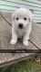 Great Pyrenees Puppies for sale in Philipsburg, Pennsylvania. price: $600