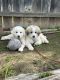 Great Pyrenees Puppies for sale in Norco, California. price: $500