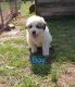 Great Pyrenees Puppies for sale in Salisbury, North Carolina. price: $200