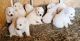 Great Pyrenees Puppies for sale in Martin, Georgia. price: $1,200