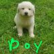 Great Pyrenees Puppies for sale in Jasper, Texas. price: $300