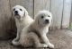 Great Pyrenees Puppies for sale in Dallas, Texas. price: $300