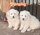 Great Pyrenees Puppies for sale in Albuquerque, New Mexico. price: $600