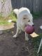 Great Pyrenees Puppies for sale in San Antonio, Texas. price: NA