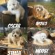 Great Pyrenees Puppies for sale in Bardstown, Kentucky. price: $200