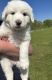 Great Pyrenees Puppies for sale in Quinlan, Texas. price: $150