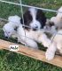 Great Pyrenees Puppies for sale in North Zulch, Texas. price: $350