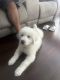 Great Pyrenees Puppies for sale in Jacksonville, Florida. price: $600