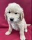 Great Pyrenees Puppies for sale in Riverhead, New York. price: $1,600