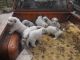 Great Pyrenees Puppies for sale in Bulls Gap, TN 37711, USA. price: NA