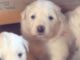 Great Pyrenees Puppies for sale in Ohio, USA. price: NA