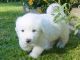 Great Pyrenees Puppies for sale in Alaska, USA. price: NA