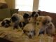 Great Pyrenees Puppies for sale in Tignall, GA 30668, USA. price: NA