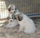 Great Pyrenees Puppies for sale in Anchorage, AK, USA. price: NA