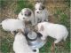 Great Pyrenees Puppies for sale in Miami, FL, USA. price: NA