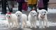 Great Pyrenees Puppies for sale in Boise, ID, USA. price: NA