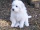 Great Pyrenees Puppies for sale in Columbus, MT 59019, USA. price: $500