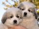 Great Pyrenees Puppies for sale in Lamoure, ND 58458, USA. price: NA