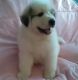 Great Pyrenees Puppies for sale in Fairhope, AL 36532, USA. price: NA