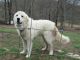 Great Pyrenees Puppies for sale in Lewisburg, TN 37091, USA. price: $150