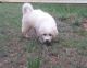 Great Pyrenees Puppies for sale in Los Angeles, CA, USA. price: NA