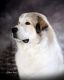 Great Pyrenees Puppies for sale in Phoenix, AZ, USA. price: NA