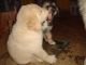 Great Pyrenees Puppies for sale in Maricopa, CA 93252, USA. price: NA