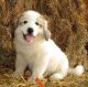 Great Pyrenees Puppies for sale in Houston, TX, USA. price: NA