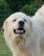 Great Pyrenees Puppies for sale in Ironton, OH, USA. price: $250