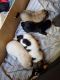 Great Pyrenees Puppies for sale in Wilmington, IL 60481, USA. price: $500