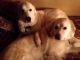 Great Pyrenees Puppies for sale in Springfield, OH 45502, USA. price: $500