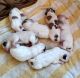 Great Pyrenees Puppies for sale in Carrollton, GA, USA. price: NA