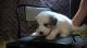 Great Pyrenees Puppies for sale in Springfield, OH 45502, USA. price: NA