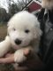 Great Pyrenees Puppies for sale in Washington, DC, USA. price: NA